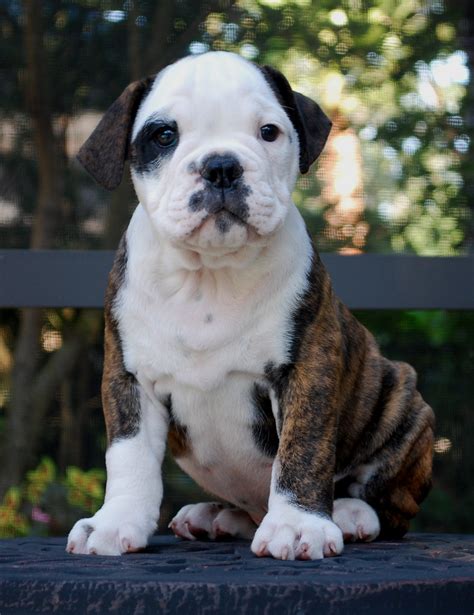 hermes olde english bulldog|old english bulldog puppy pictures.